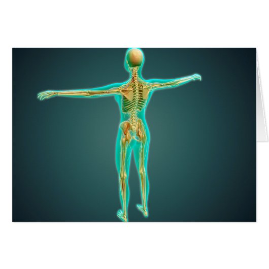Human Body Showing Skeletal System, Arteries 2 (Front Horizontal)