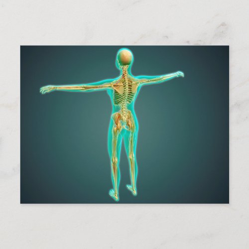 Human Body Showing Skeletal System Arteries 2 Postcard