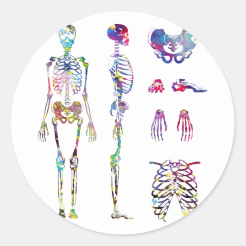Human Body skeletal system Classic Round Sticker