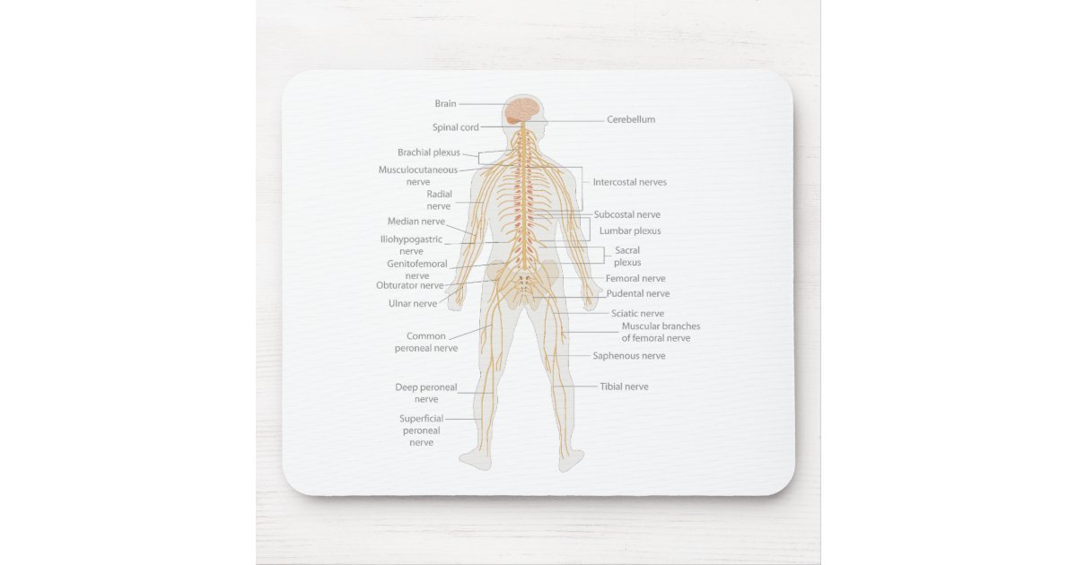 Human Body's Nervous System Body Diagram Chart Mouse Pad | Zazzle