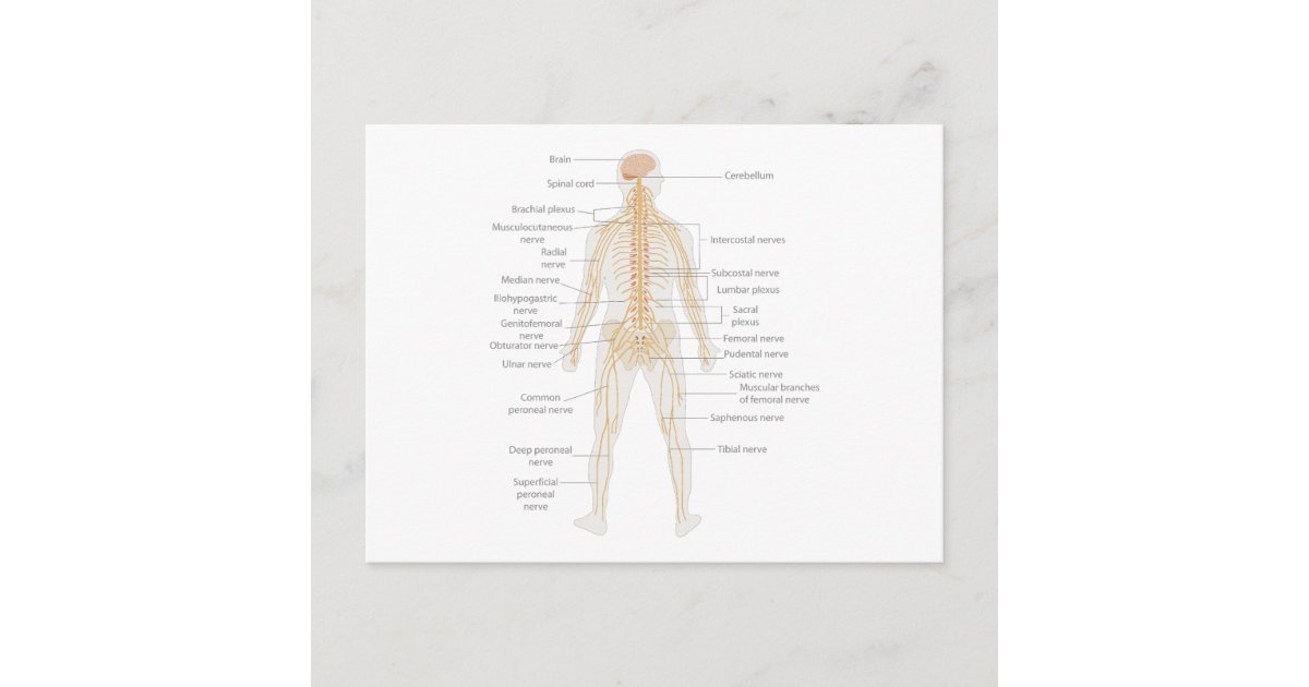 Human Body's Nervous System Body Diagram Chart Postcard | Zazzle