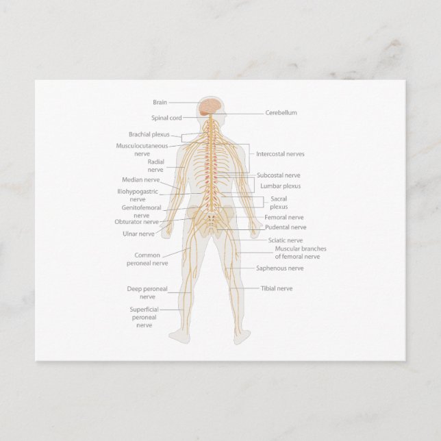 Human Body's Nervous System Body Diagram Chart  Postcard (Front)