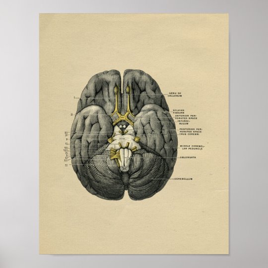 Human Brain Anatomy 1902 Vintage Print
