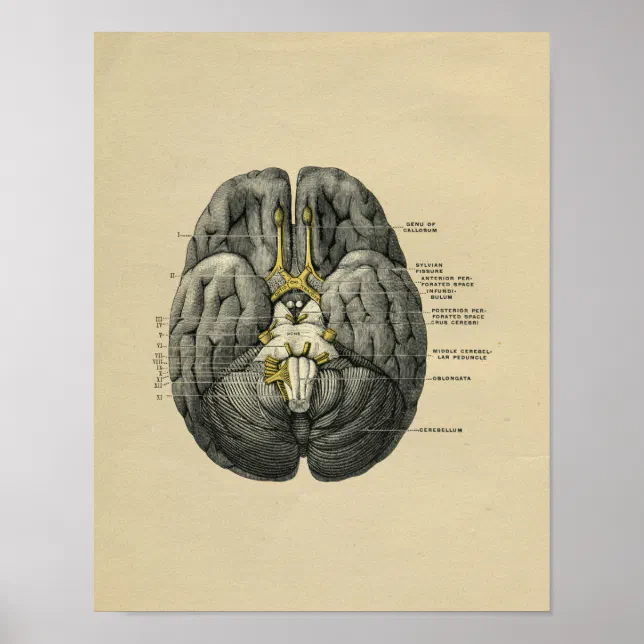 Human Brain Anatomy 1902 Vintage Print | Zazzle