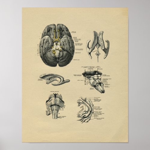 Human Brain Anatomy 1902 Vintage Print