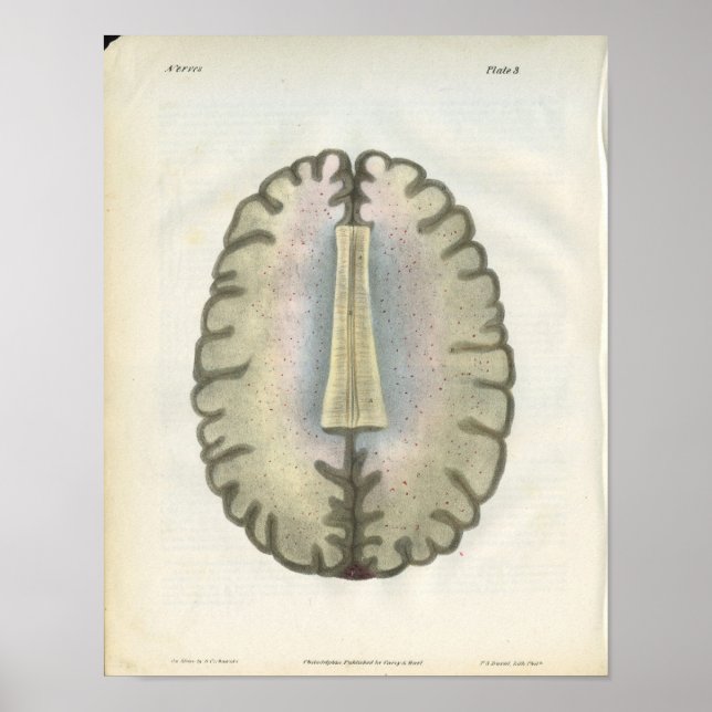 Human Brain Anatomy Print (Front)
