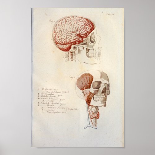 Human Brain Anatomy Print French Vintage