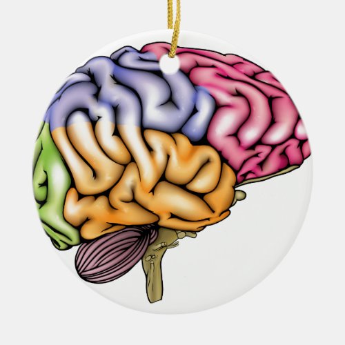 Human brain anatomy sectioned ceramic ornament