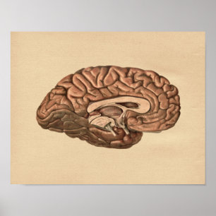 Human Brain Anatomy Vintage Print