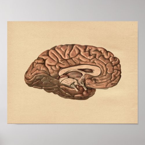 Human Brain Anatomy Vintage Print