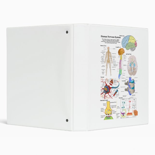 Human Brain and Central Nervous System Diagram 3 Ring Binder (Background)