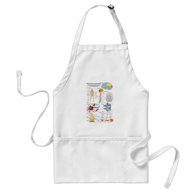 Human Brain and Central Nervous System Diagram Adult Apron (Front)