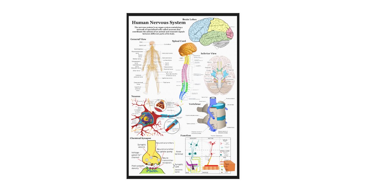 Human Brain and Central Nervous System Diagram Canvas ...