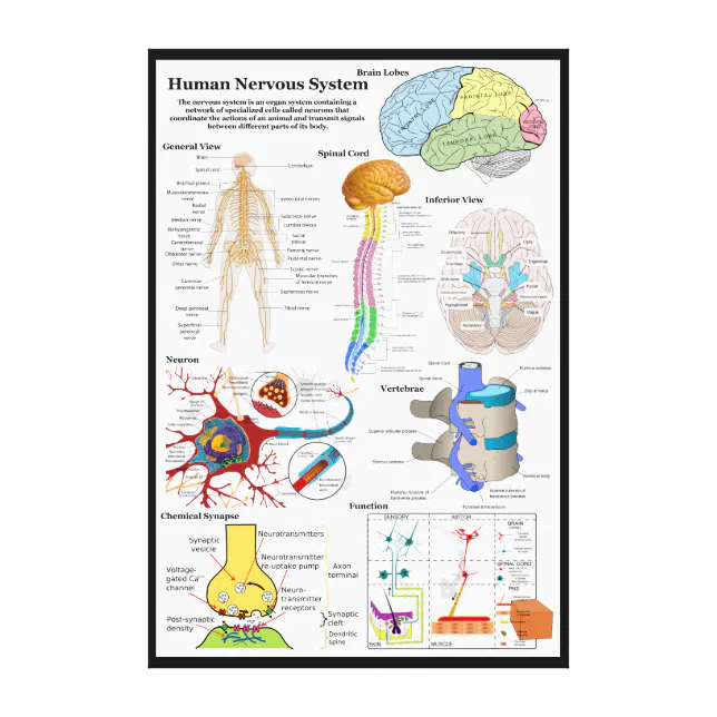 Human Brain and Central Nervous System Diagram Canvas Print | Zazzle