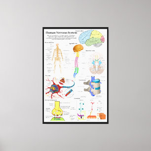 Human Brain and Central Nervous System Diagram Canvas Print