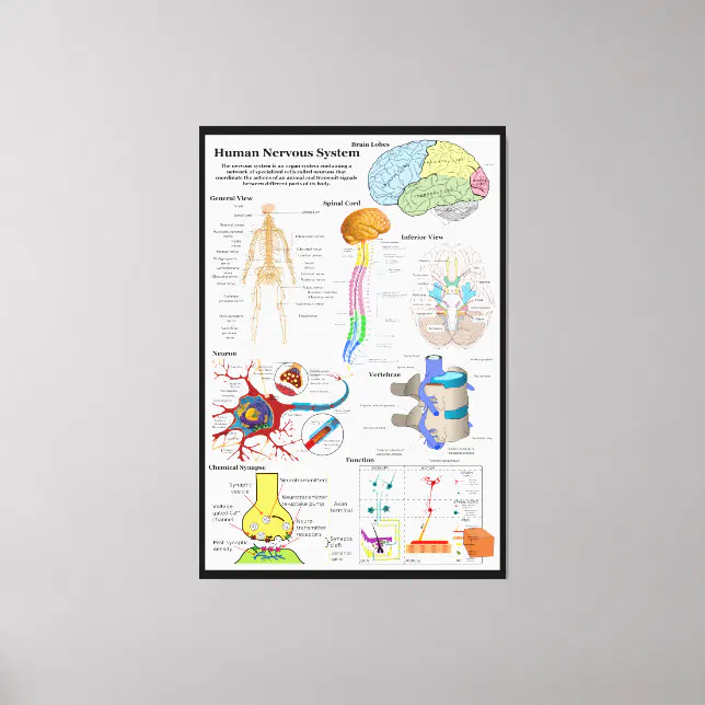 Human Brain and Central Nervous System Diagram Canvas Print | Zazzle