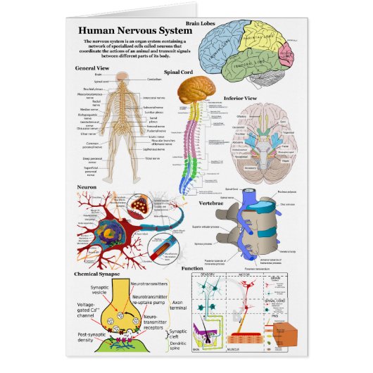 Human Brain and Central Nervous System Diagram Cards (Front)