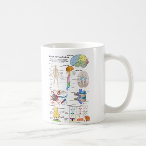 Human Brain and Central Nervous System Diagram Coffee Mug