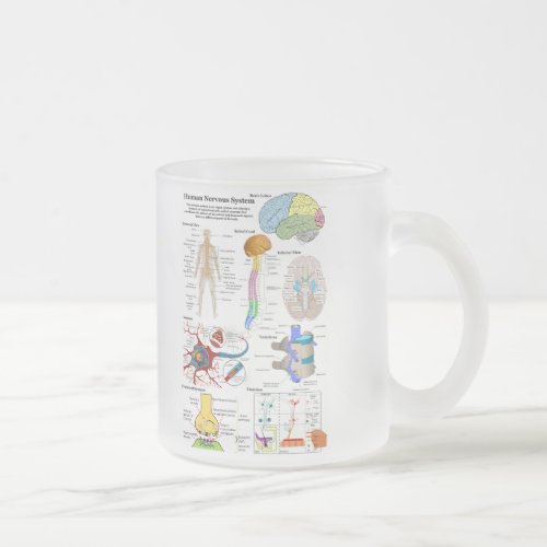 Human Brain and Central Nervous System Diagram Frosted Glass Coffee Mug