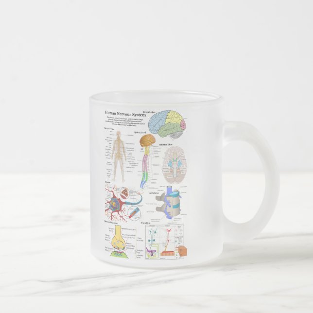 Human Brain and Central Nervous System Diagram Frosted Glass Coffee Mug (Right)
