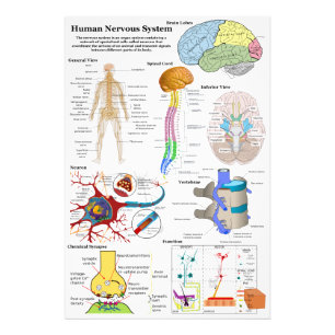 Human Brain and Central Nervous System Diagram Photo Print
