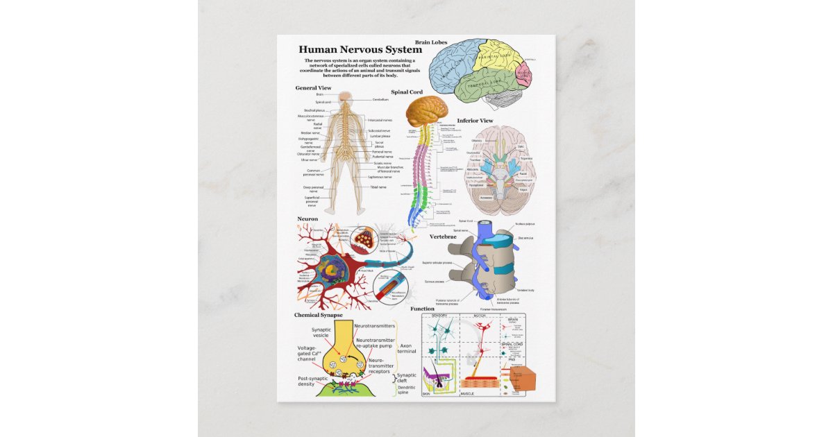 Human Brain and Central Nervous System Diagram Postcard | Zazzle