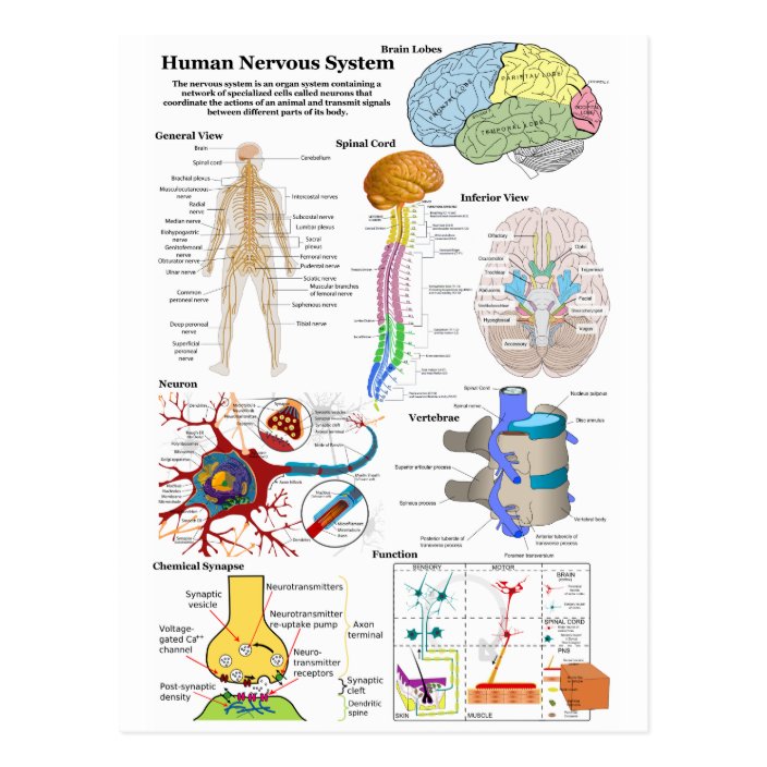 Human Brain And Central Nervous System Diagram Postcard Zazzle Com