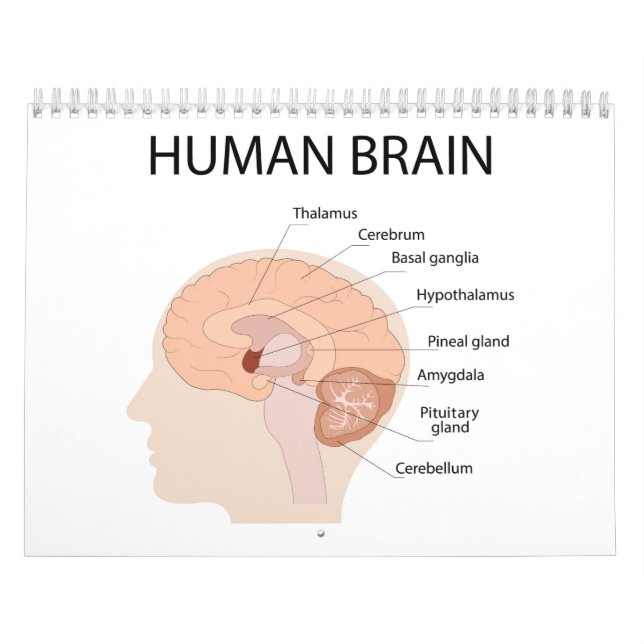 Human brain calendar (Cover)