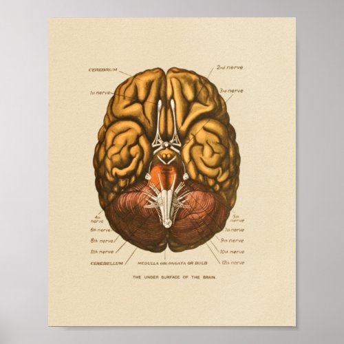 Human Brain Cranial Nerves Anatomy Print