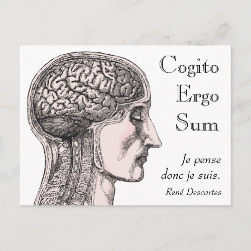 Human Brain Illustration Cogito Ergo Sum Postcard