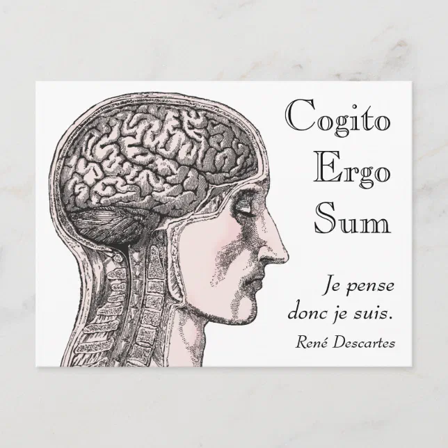 Human Brain Illustration Cogito Ergo Sum Postcard Zazzle