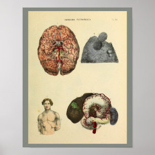 Human Brain Intestines Anatomy Art Print
