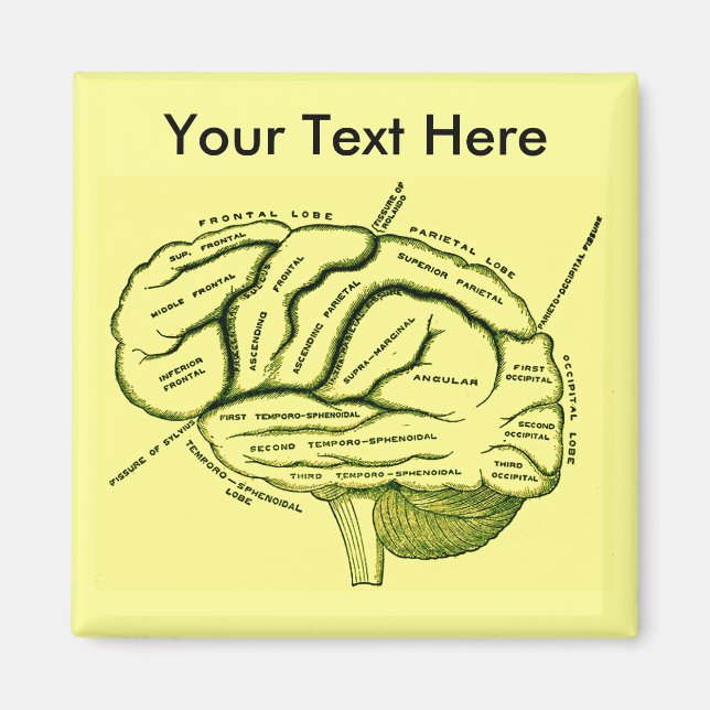 Human Brain Magnet (Front)