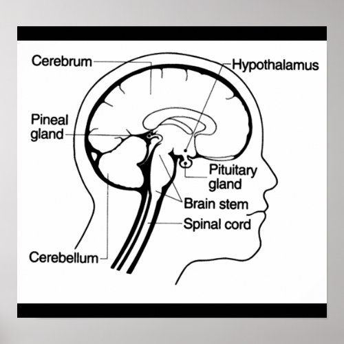 Human Brain Medical Anatomy Diagram Poster