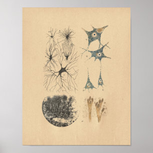 Human Brain Neuron Anatomy Vintage Print