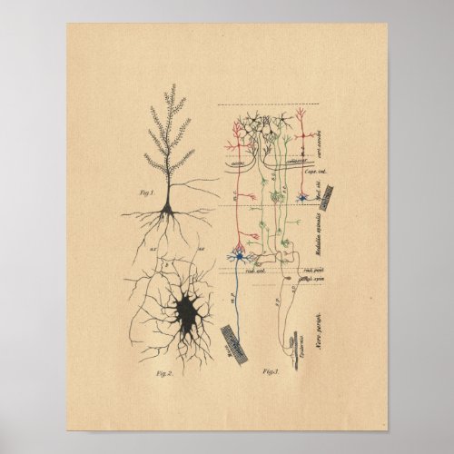 Human Brain Neuron Anatomy Vintage Print