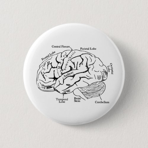 Human Brain Pinback Button