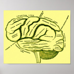 Human Brain Poster