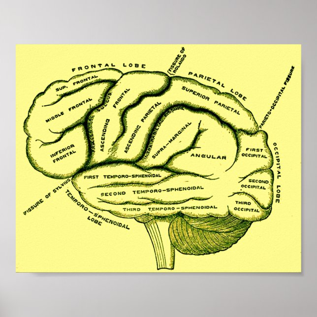 Human Brain Poster (Front)