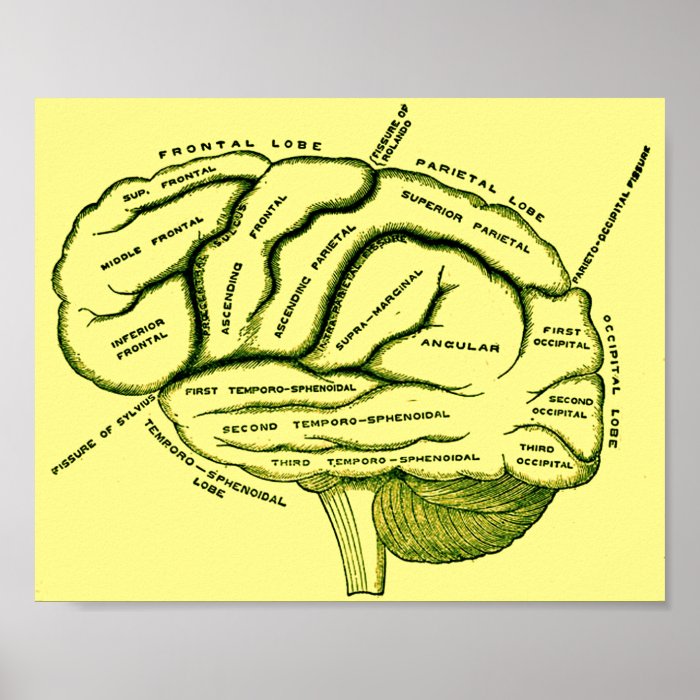 Human Brain Poster | Zazzle