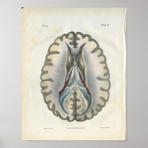 Human Brain Section Vintage Anatomy Print