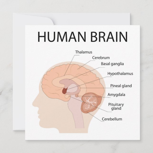 Human brain thank you card (Front)