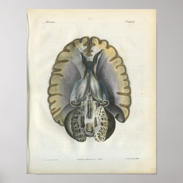Human Brain Vintage Anatomy Print (Front)