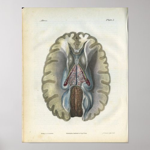 Human Brain Vintage Anatomy Print