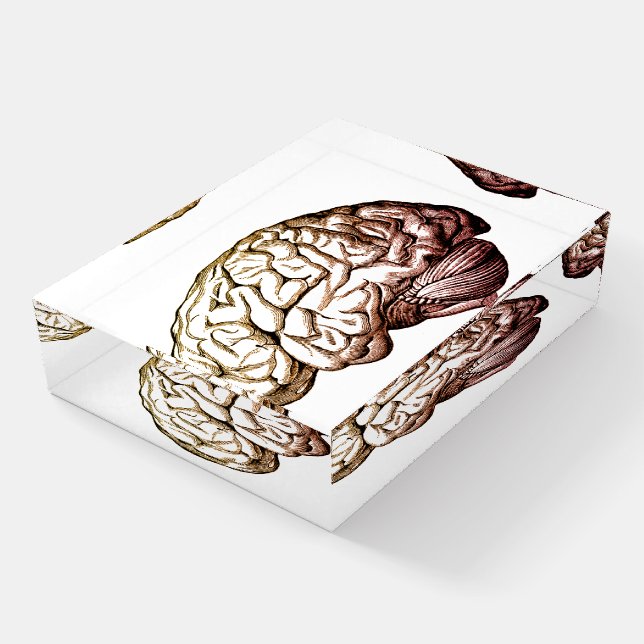 Human Brain Vintage Illustration Glass Paperweight (Angled)