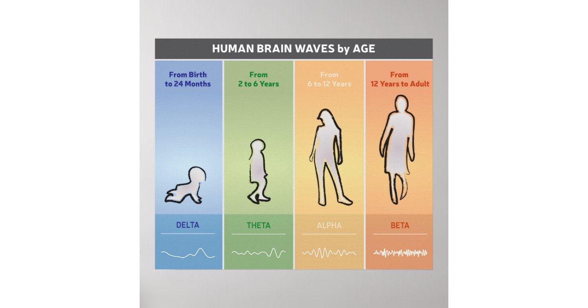 Human Brain Waves By Age Chart Diagram Multicolor Zazzle