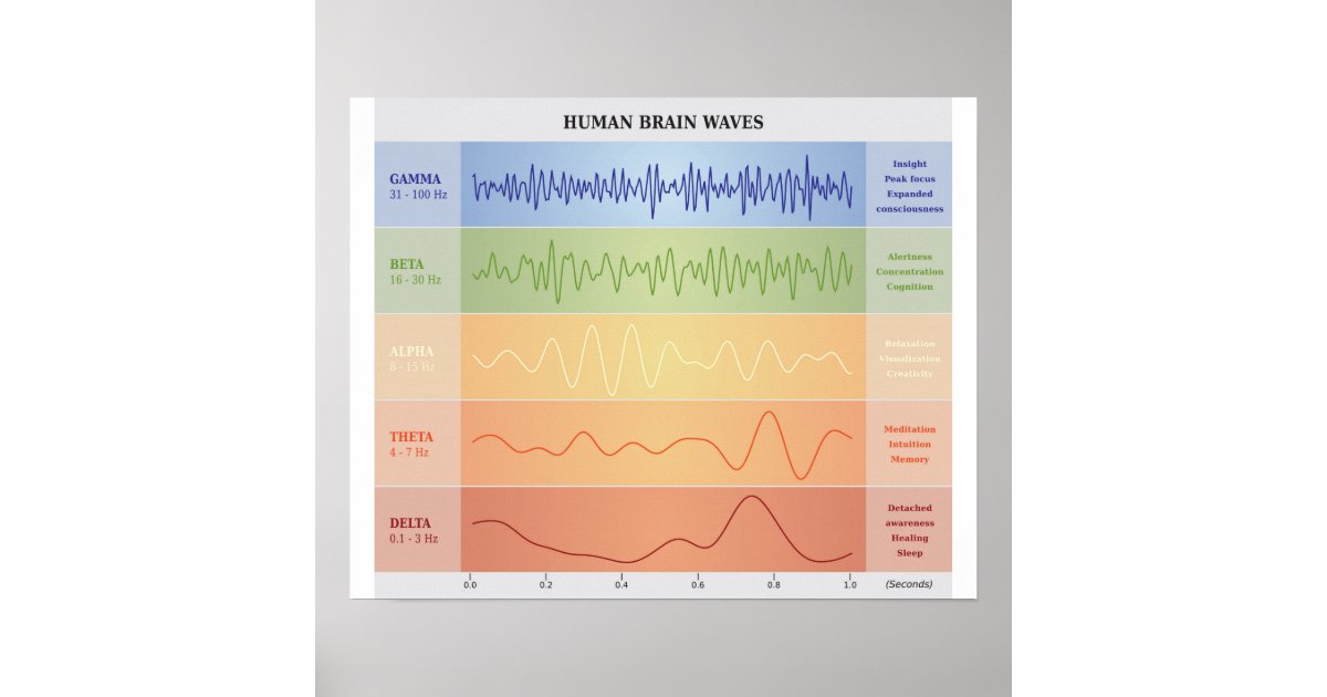 iphone buttons of diagram Poster Waves Zazzle.com  Rainbow Human Colors  Brain Diagram