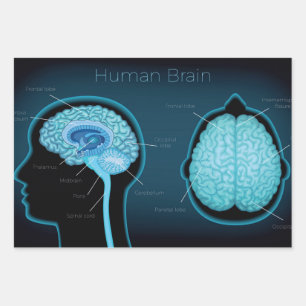 Human Brain Wrapping Paper Sheets