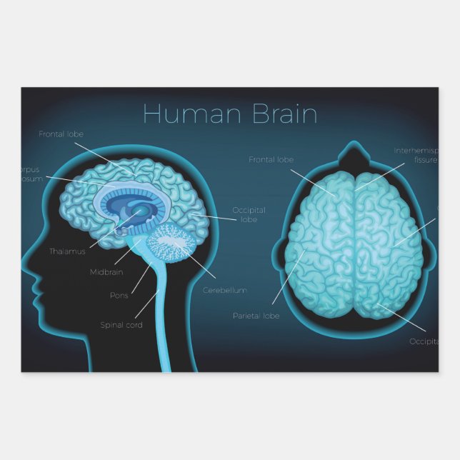 Human Brain Wrapping Paper Sheets (Front)