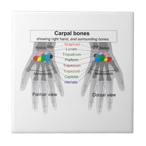 Human Carpus Bone Structure Diagram Tile